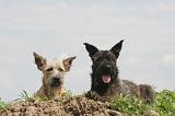 BOUVIER DES ARDENNES 360